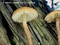 Flammulaster denticulatus-amf1254-1
